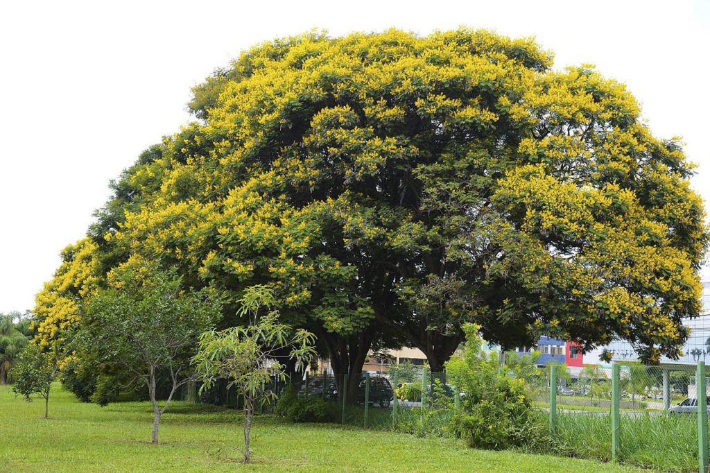 Canafístula: Saiba Tudo Sobre Essa Planta