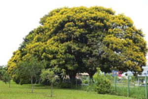 Canafístula Saiba Tudo Sobre Essa Planta