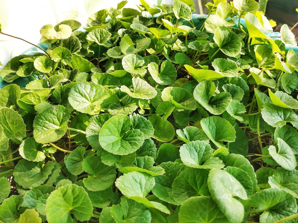 Centella Asiatica Saiba Tudo Sobre Essa Planta