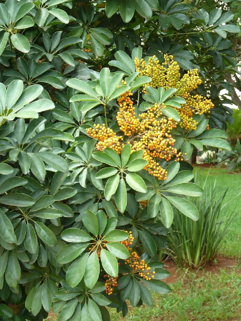 Cheflera Um Guia Completo Desta Planta