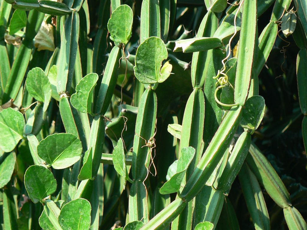 Cissus Quandrangularis Um Guia Desta Planta