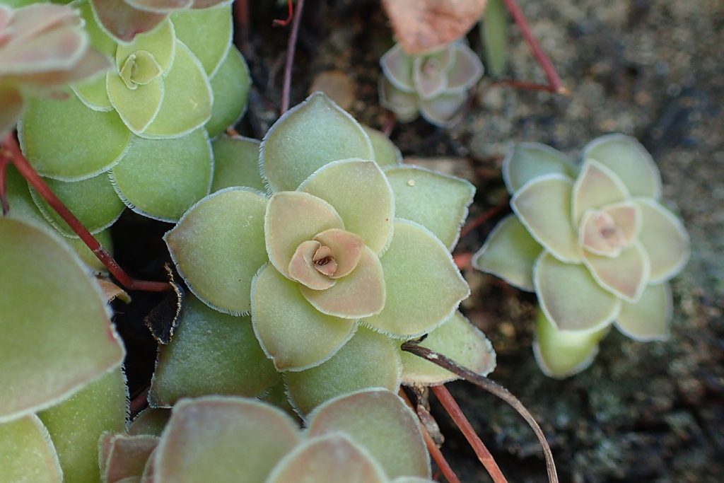 Crassula Orbicularis Um Guia Desta Suculenta