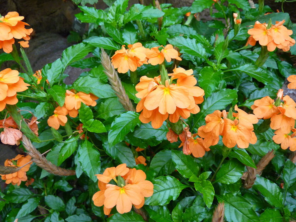 Crossandra Saiba Tudo Sobre Essa Planta