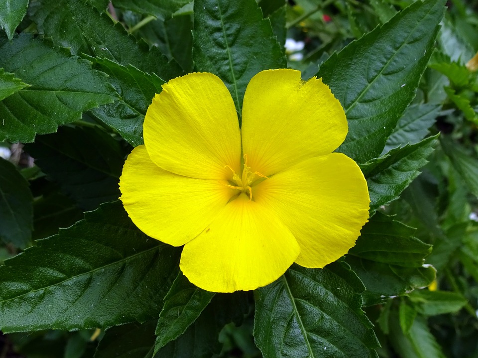 Damiana Saiba Tudo Sobre Essa Planta Incrível