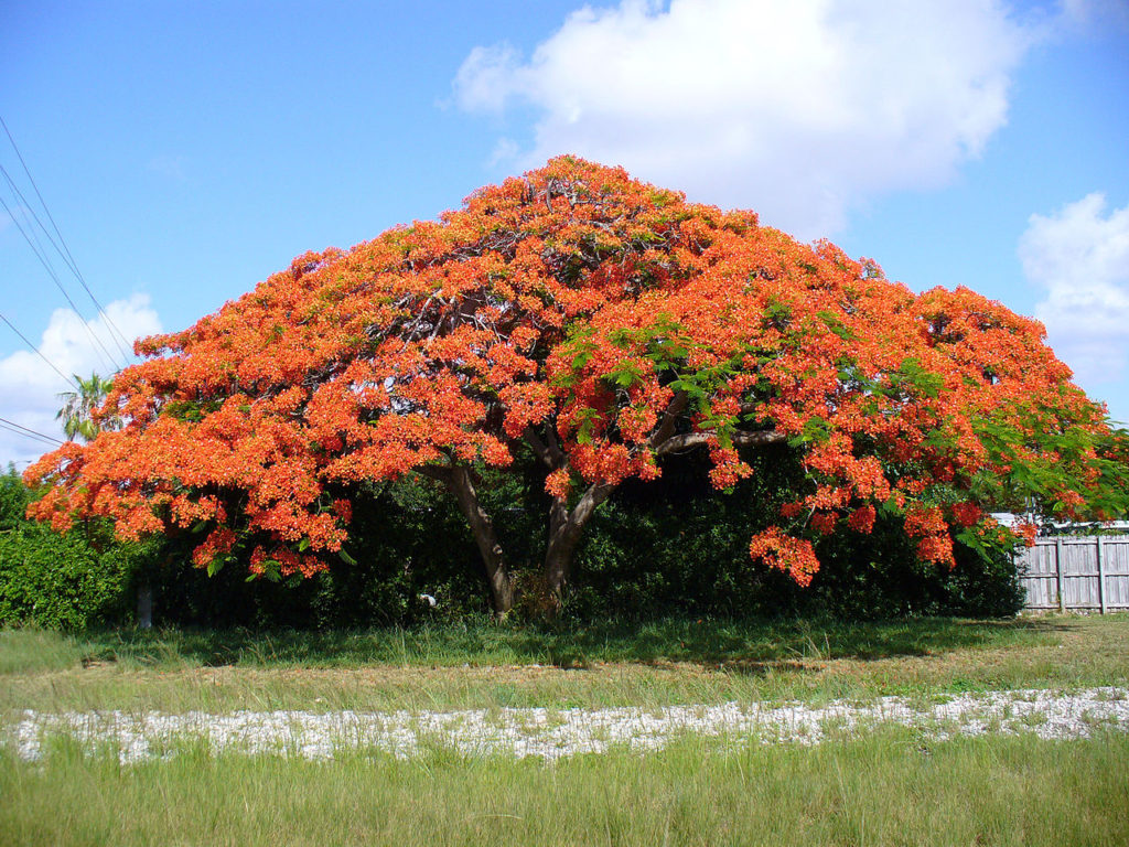 Delonix Regia Um Guia Completo Desta Planta