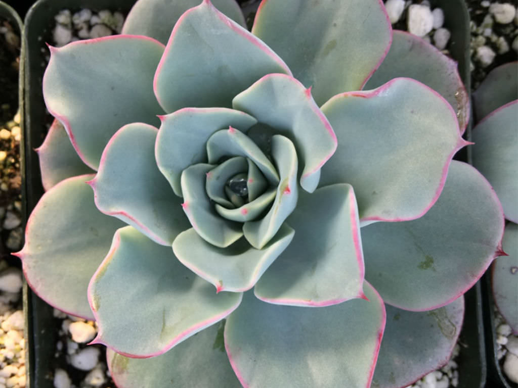 Echeveria Atlantis Tudo Sobre Essa Suculenta