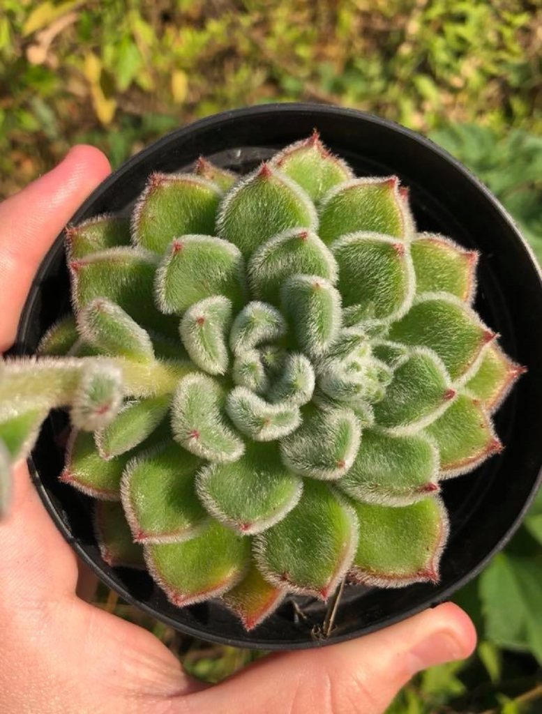 Echeveria Bombicina Tudo Sobre Essa Suculenta