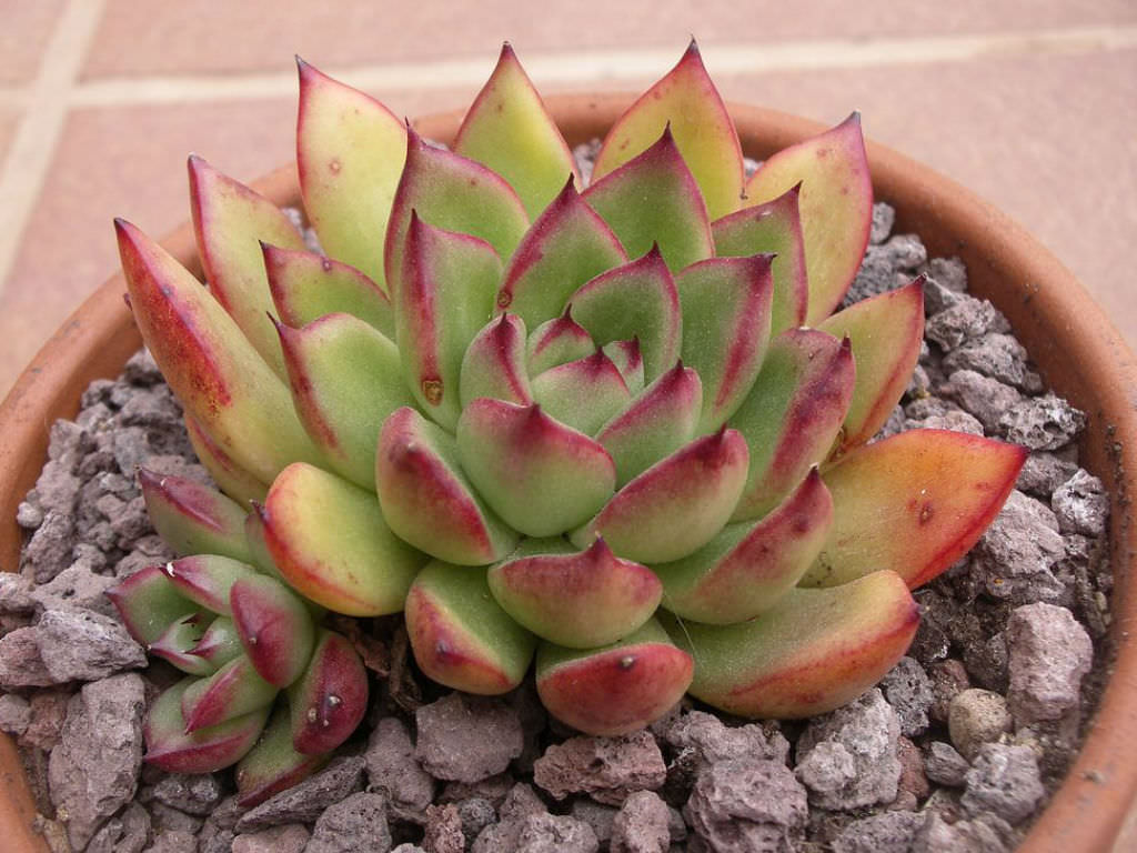 Echeveria Cimette Tudo Sobre Essa Suculenta