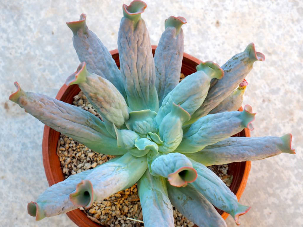 Echeveria Culibra Tudo Sobre Essa Suculenta