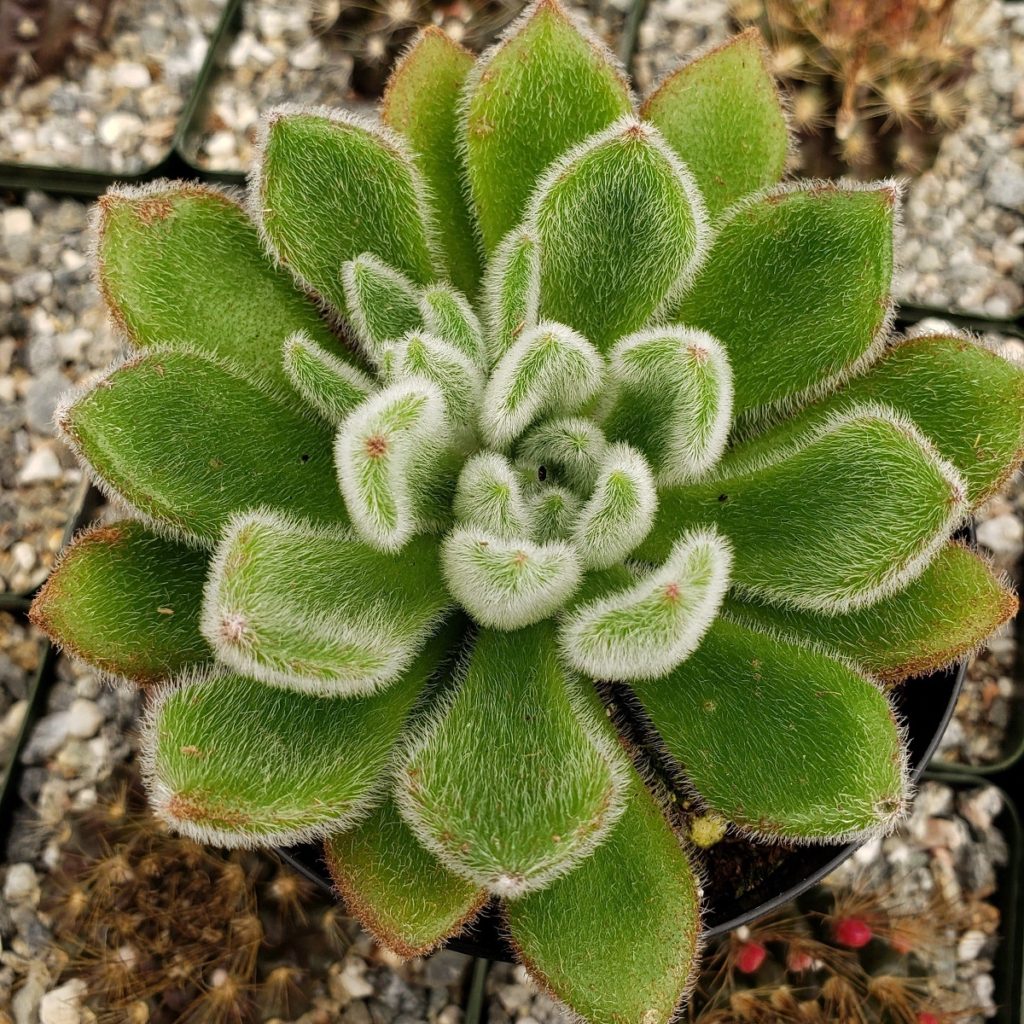 Echeveria Doris Taylor Um Guia Completo