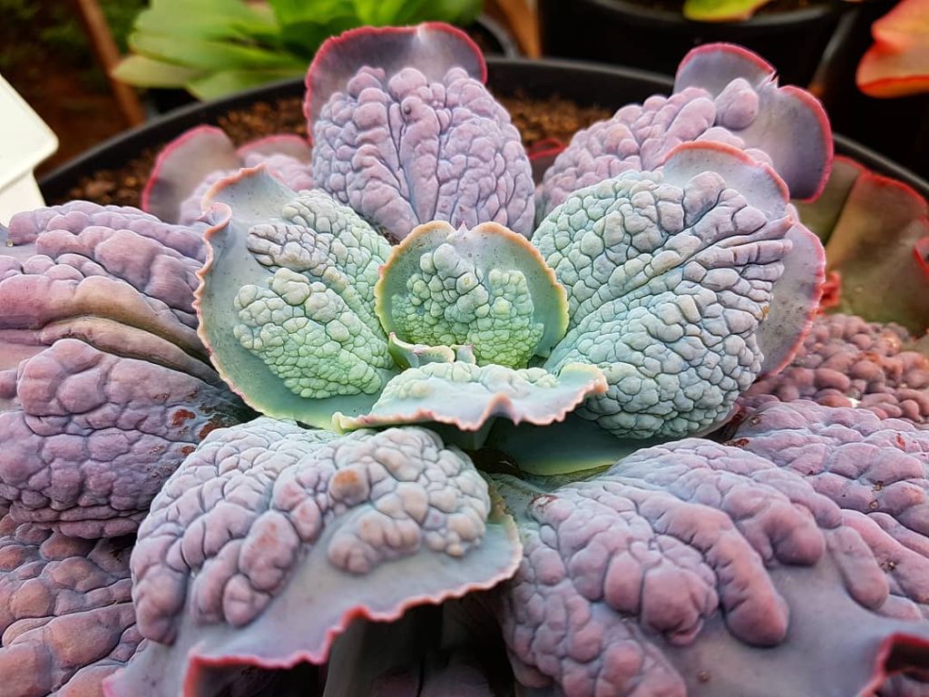 Echeveria Etna: Saiba Tudo Sobre Essa Suculenta