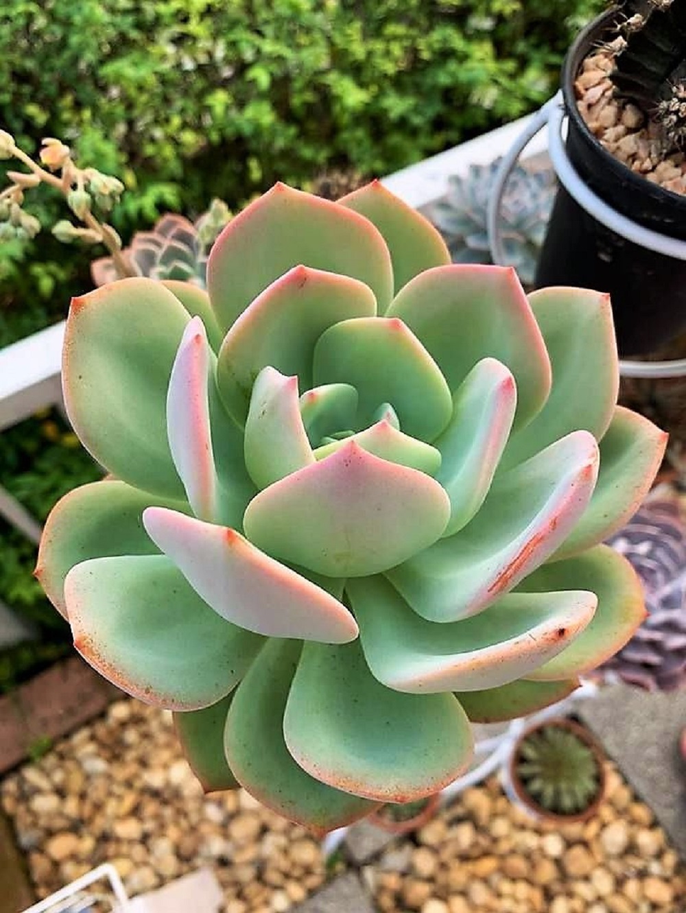 Echeveria Hakuhou Tudo Sobre Essa Suculenta Guia Das Suculentas 4342