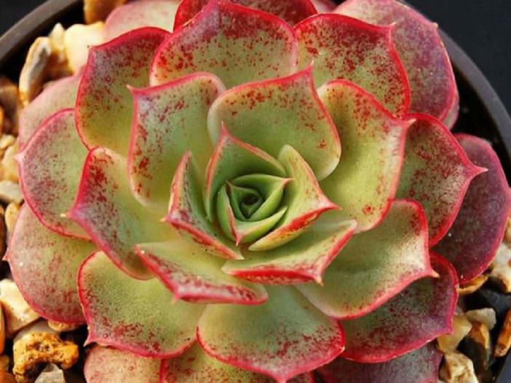 Echeveria Longissima Um Guia Desta Suculenta