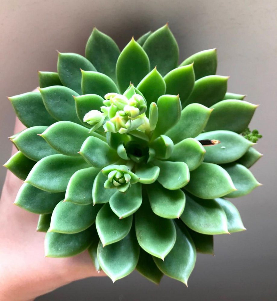 Echeveria Mira Tudo Sobre Essa Suculenta