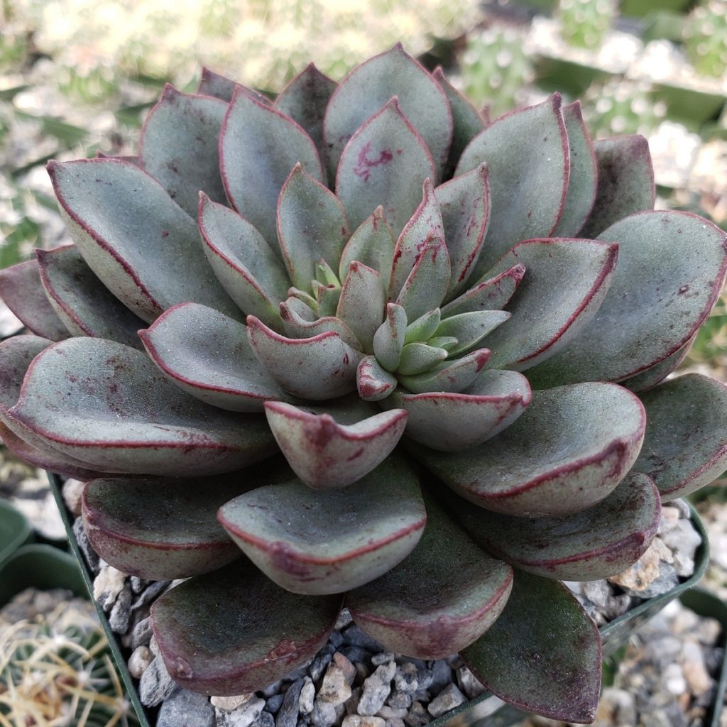 Echeveria Moranii Tudo Sobre Essa Suculenta