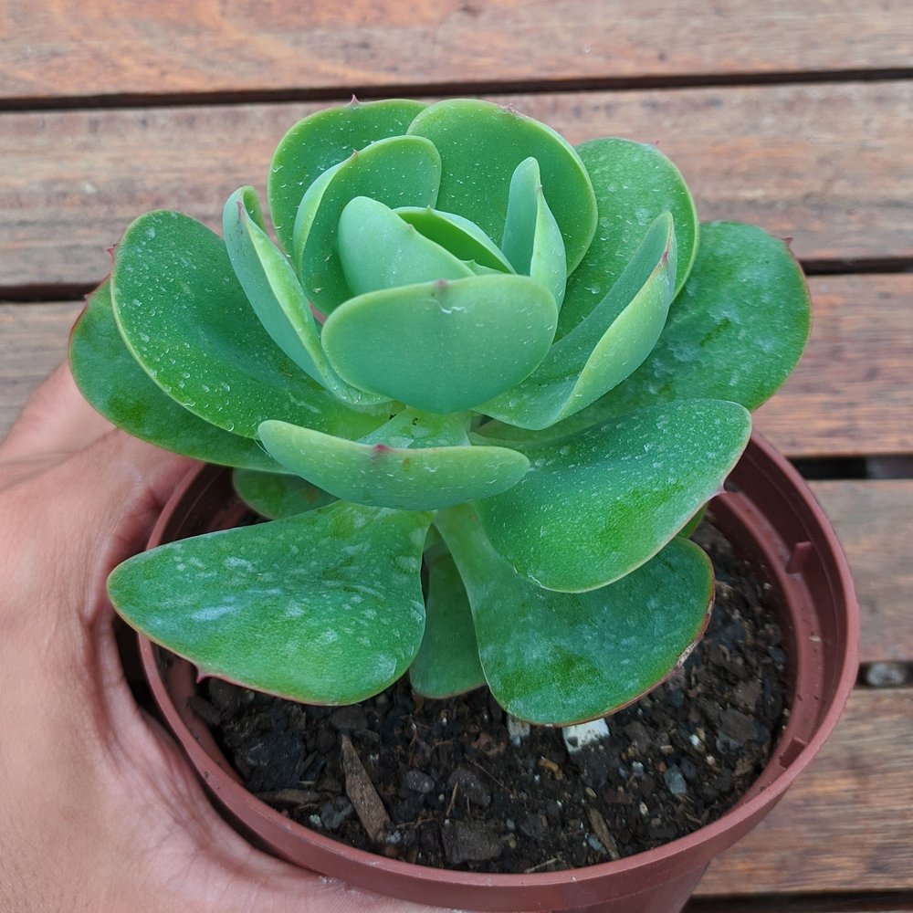 Echeveria Peach Pride Tudo Sobre Essa Suculenta