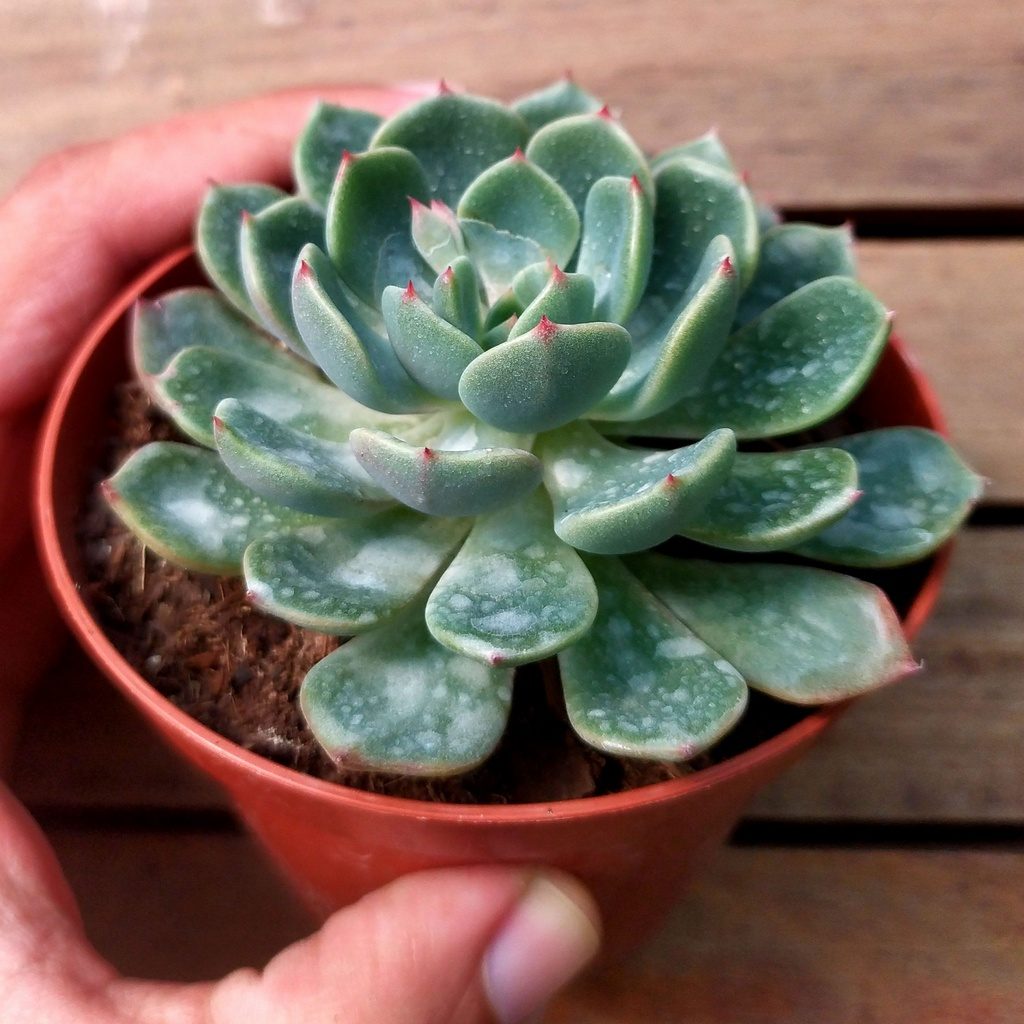 Echeveria Sitifukumiama Um Guia Desta Suculenta