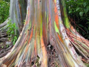 Eucalipto Arco Íris Saiba Tudo Sobre Essa Planta