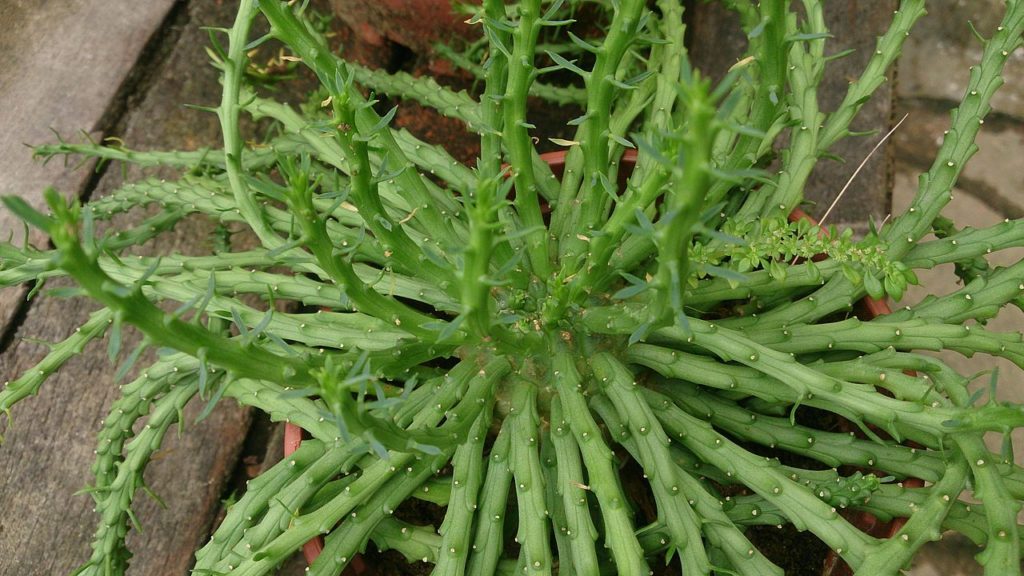 Euphorbia Flanaganii Um Guia Desta Suculenta