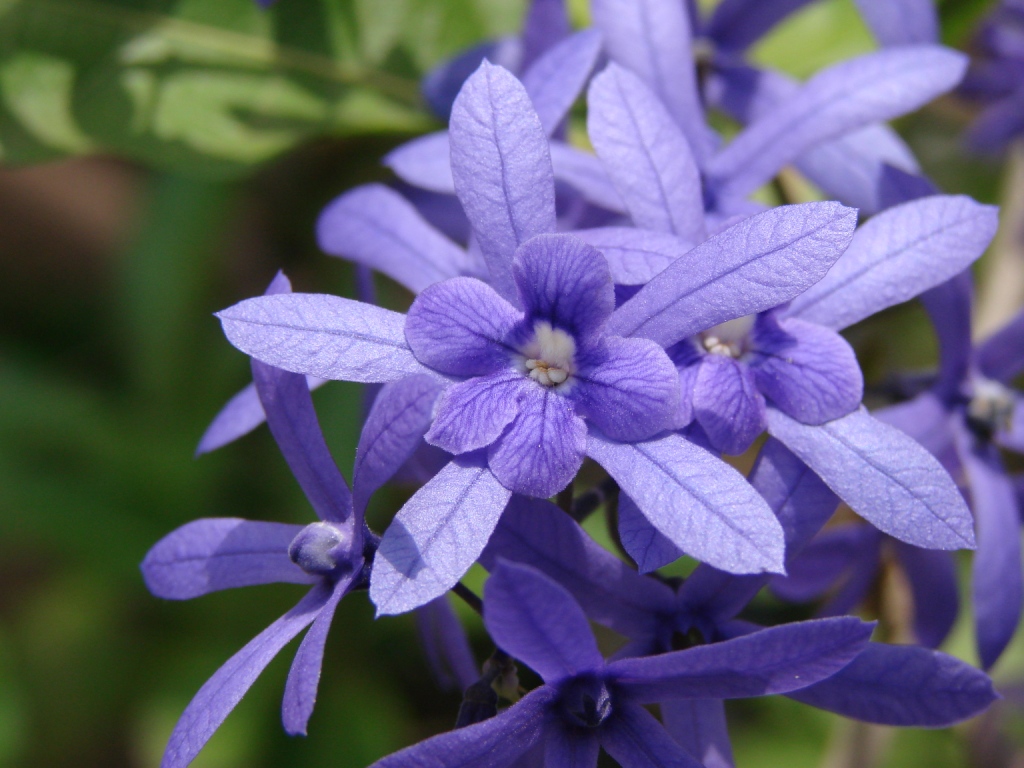 Flor de São Miguel Guia Completo Desta Planta