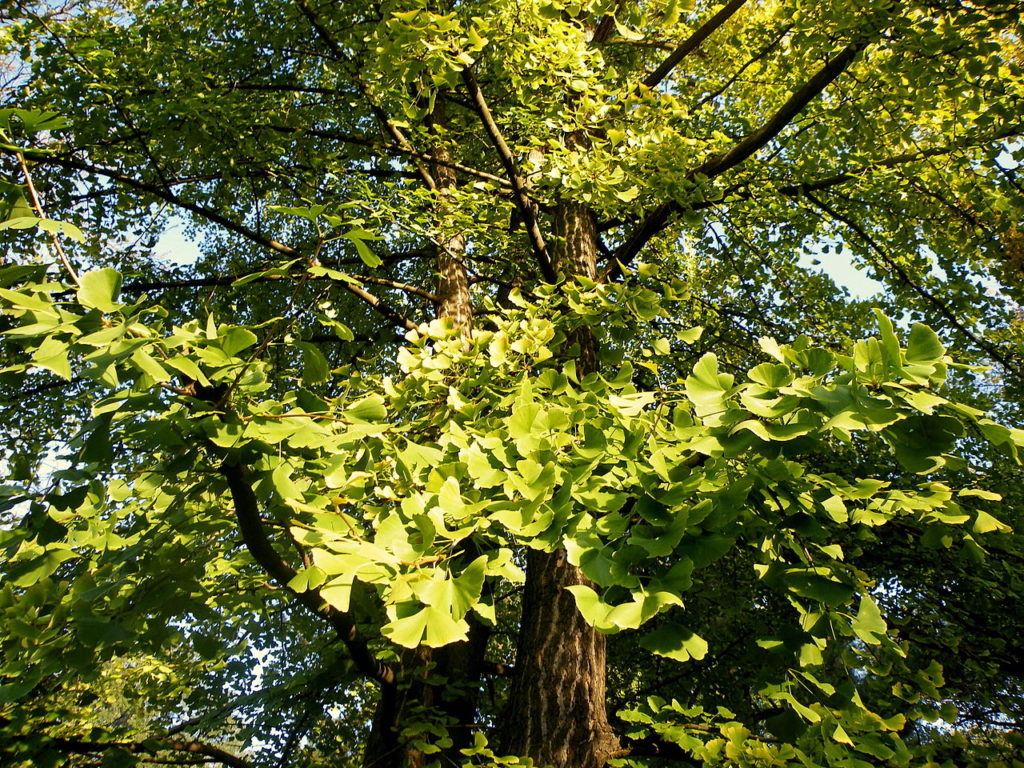 Ginkgo Biloba Um Guia Completo Desta Planta