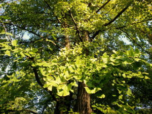 Ginkgo Biloba Um Guia Completo Desta Planta