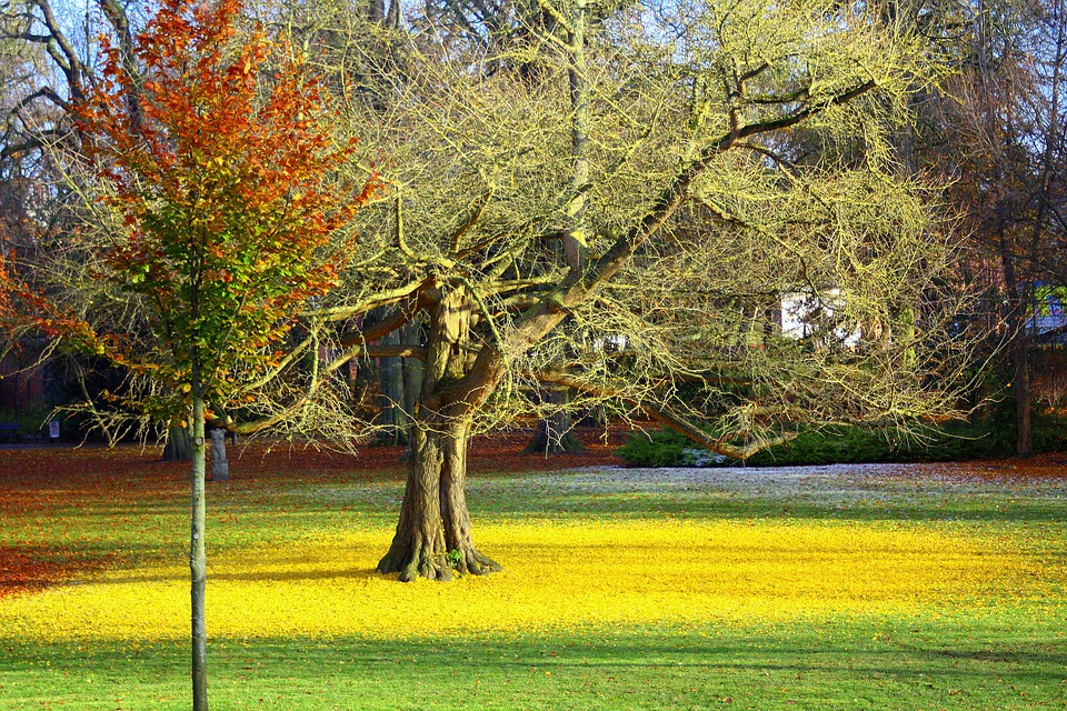 Ginkgo Biloba: Um Guia Completo Desta Planta