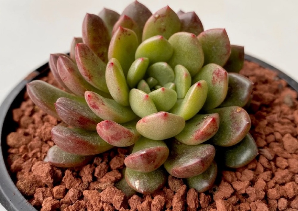 Graptoveria Bashful Um Guia Desta Suculenta