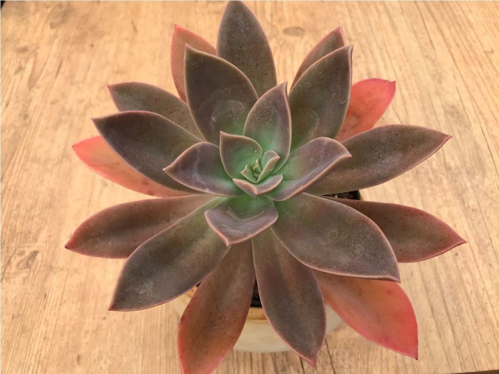 Graptoveria Fred Ives Um Guia Desta Suculenta