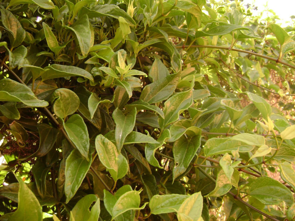 Guaco: Saiba Tudo Sobre Essa Planta Incrível 