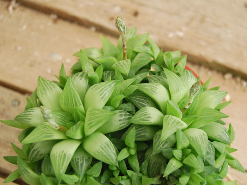 Haworthia Turgida Tudo Sobre Essa Suculenta