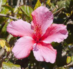 Hibiscus Rosa Sinensis Um Guia Completo