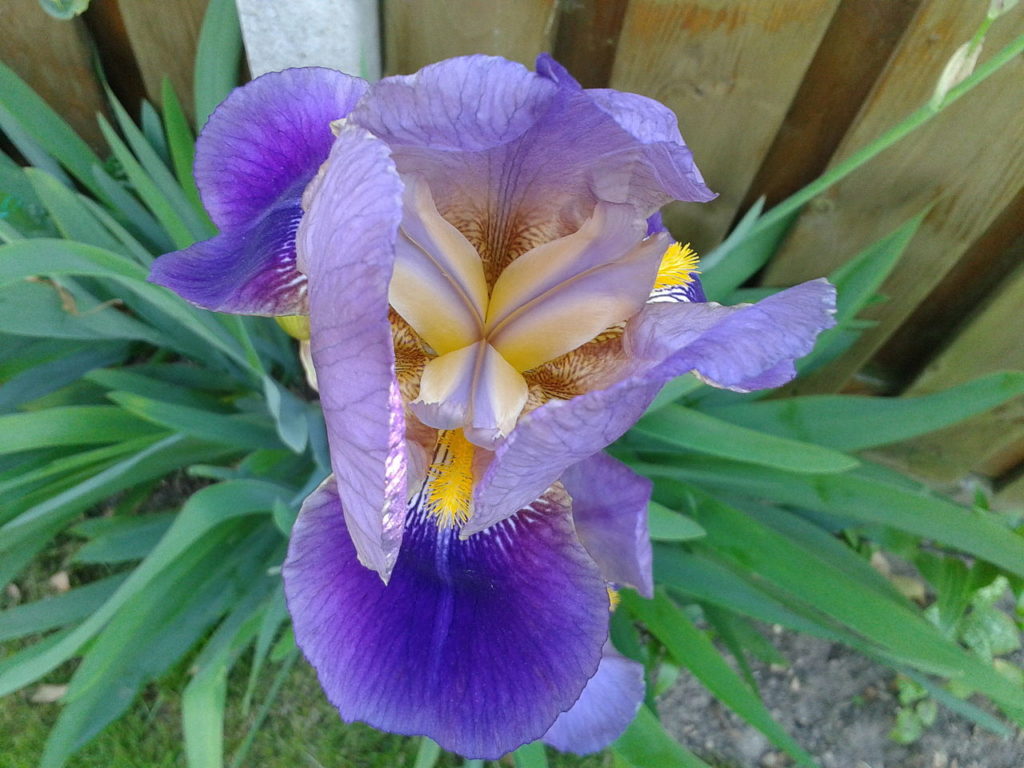 Iris Germanica Saiba Tudo Sobre Essa Planta