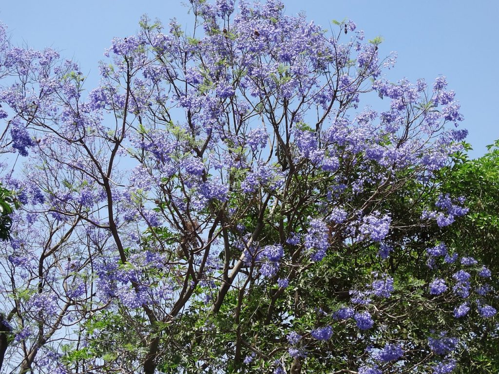 Jacarandá Mimoso Guia Completo Desta Planta