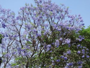 Jacarandá Mimoso Guia Completo Desta Planta