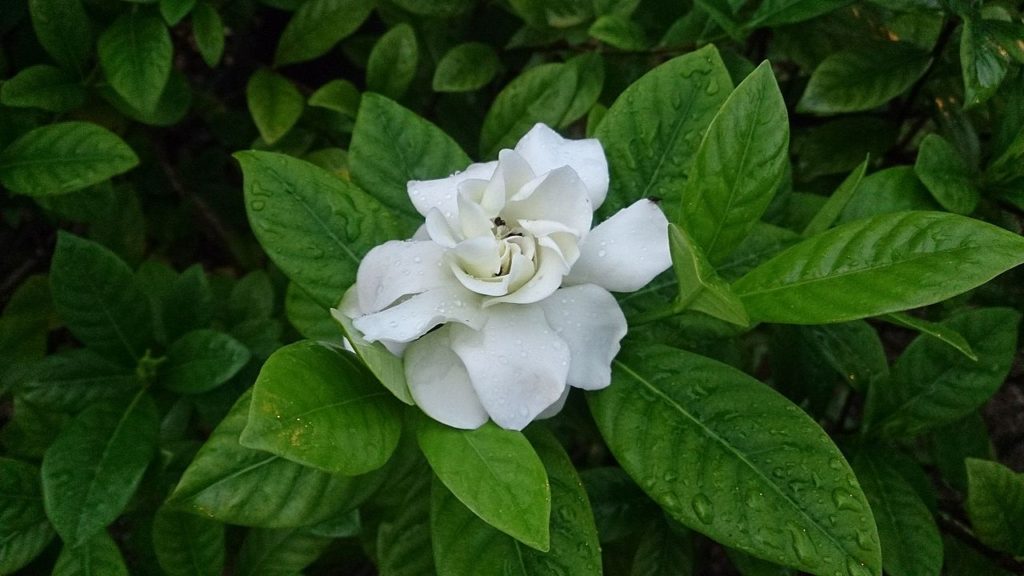 Jasmim do Cabo Um Guia Completo Desta Planta