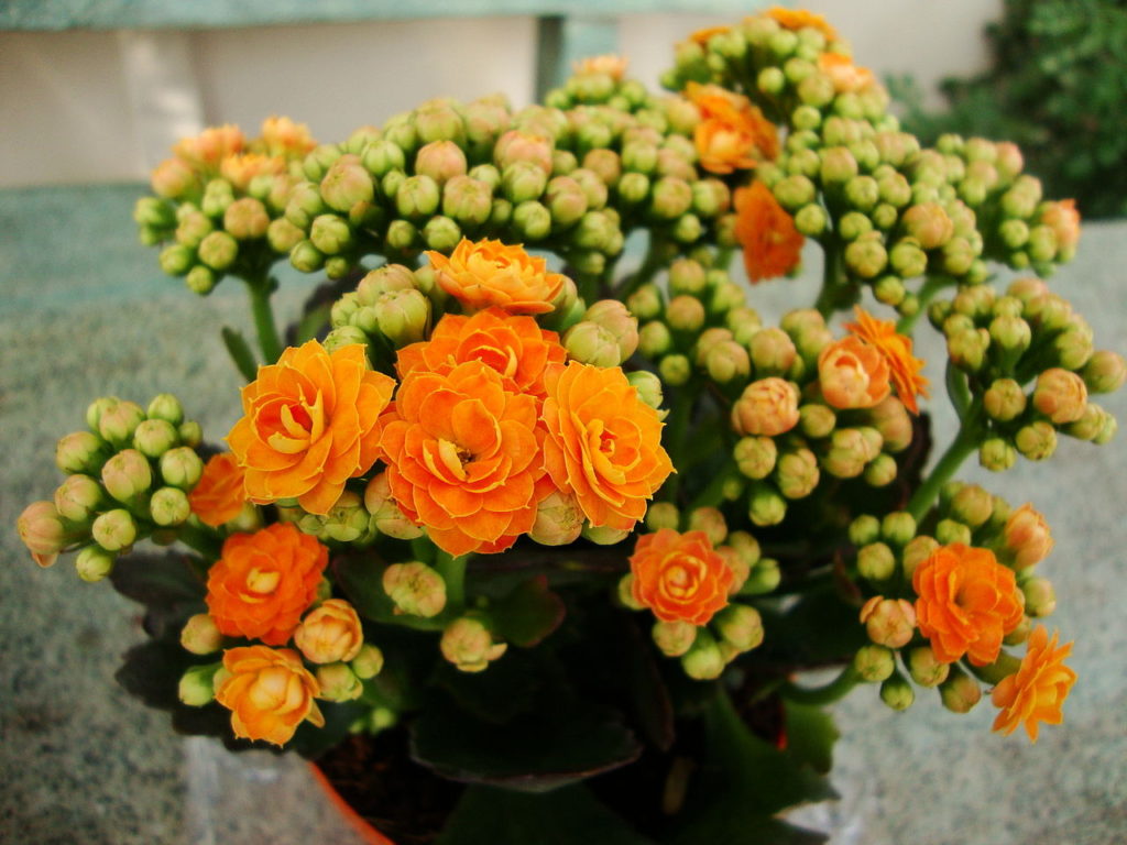 Kalanchoe Blossfeldiana