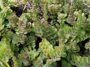 Kalanchoe Laxiflora Tudo Sobre Essa Suculenta