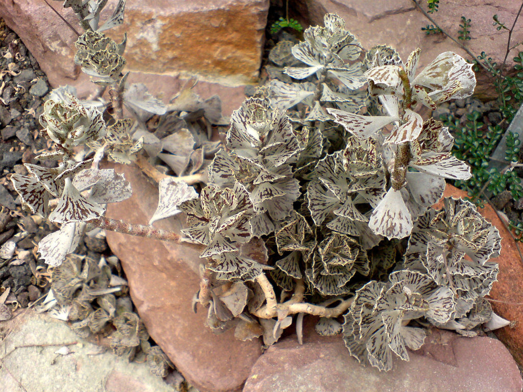 Kalanchoe Rhombopilosa Um Guia Desta Suculenta