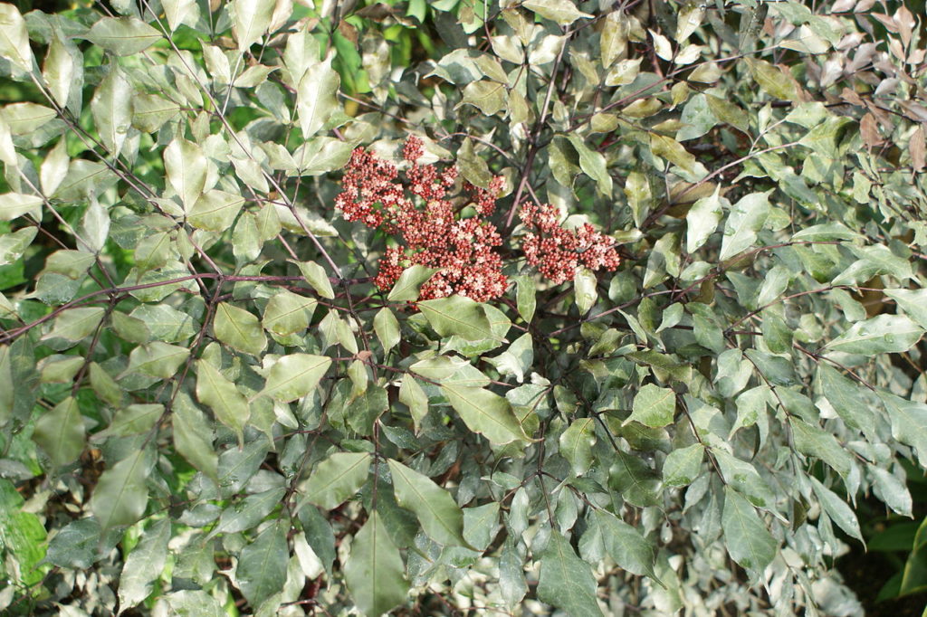 Léia Rubra Saiba Tudo Sobre Essa Planta