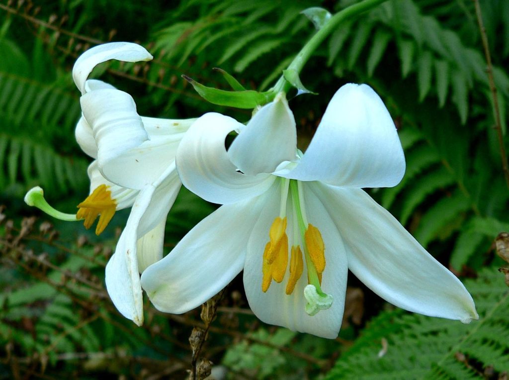 Lilium Candidum Saiba Tudo Sobre Essa Planta