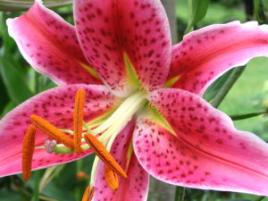 Lírio Stargazer Um Guia Completo Desta Planta