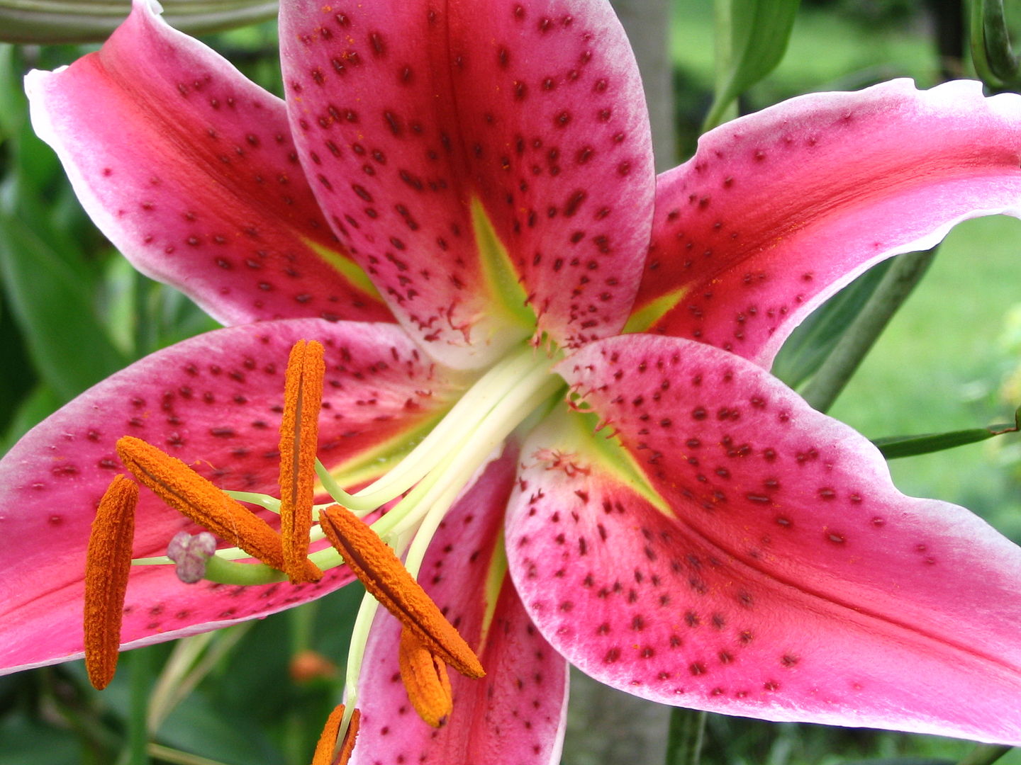 L Rio Stargazer Um Guia Completo Desta Planta Guia Das Suculentas