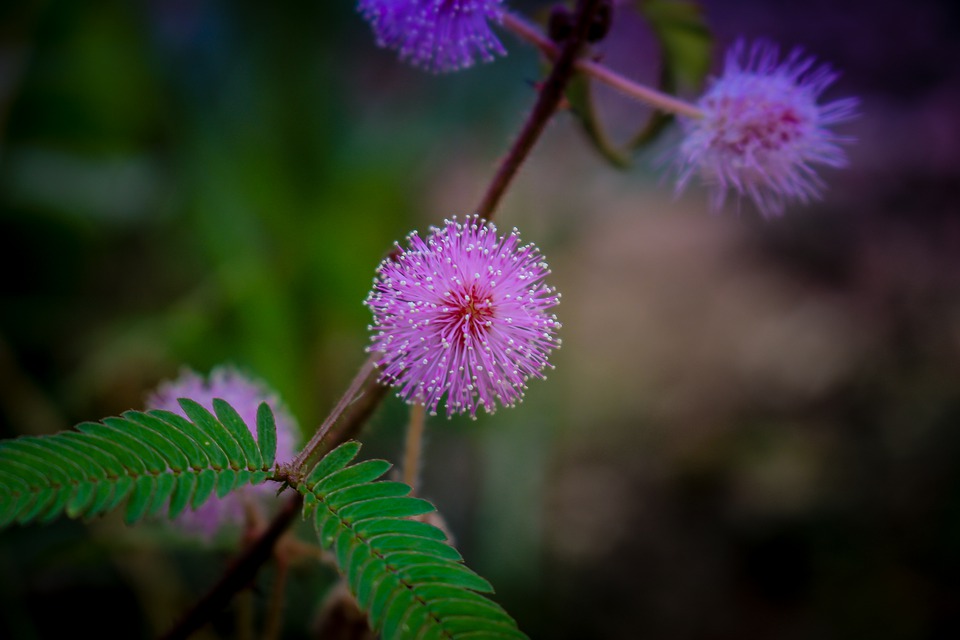 Mimosa Pudica Um Guia Completo Desta Planta