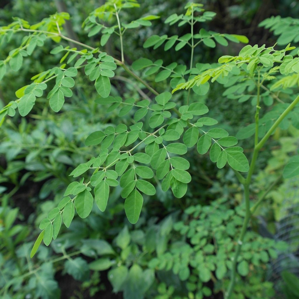 Moringa Oleífera: Um Guia Completo Desta Planta