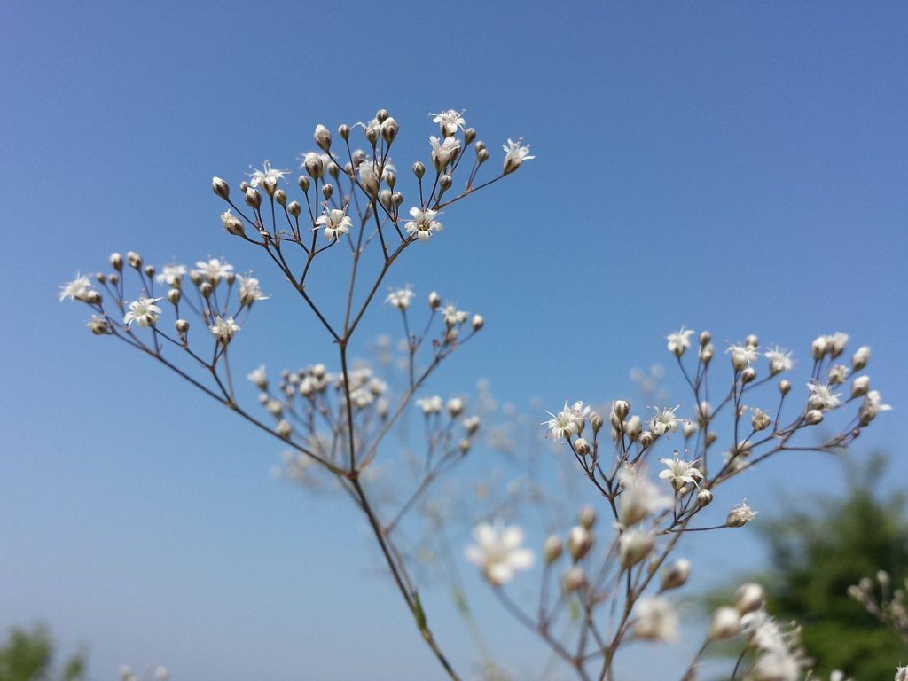 Mosquitinho Um Guia Completo Desta Planta