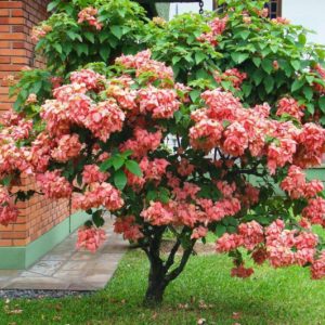 Mussaenda Rosa Saiba Tudo Sobre Essa Planta