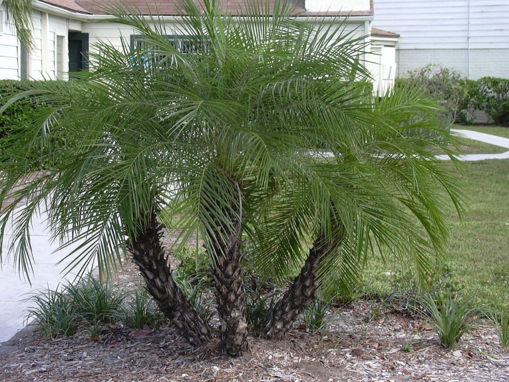 Palmeira Fênix: Saiba Tudo Sobre Essa Planta