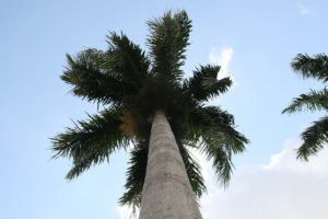 Palmeira Imperial Saiba Tudo Sobre Essa Planta