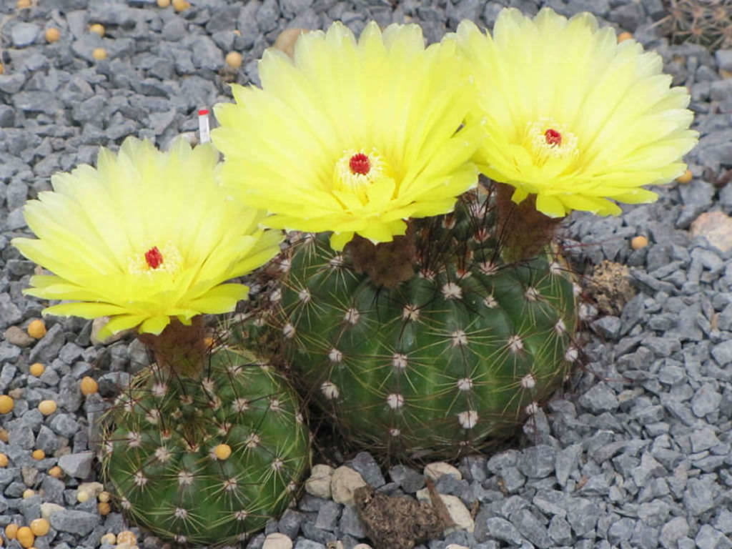 Parodia Ottonis Um Guia Completo Deste Cacto